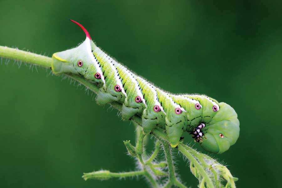 Hornworms don’t eat tomatoes — the green worms are difficult to find because they remain on, and only feed on, the leaves of plants.